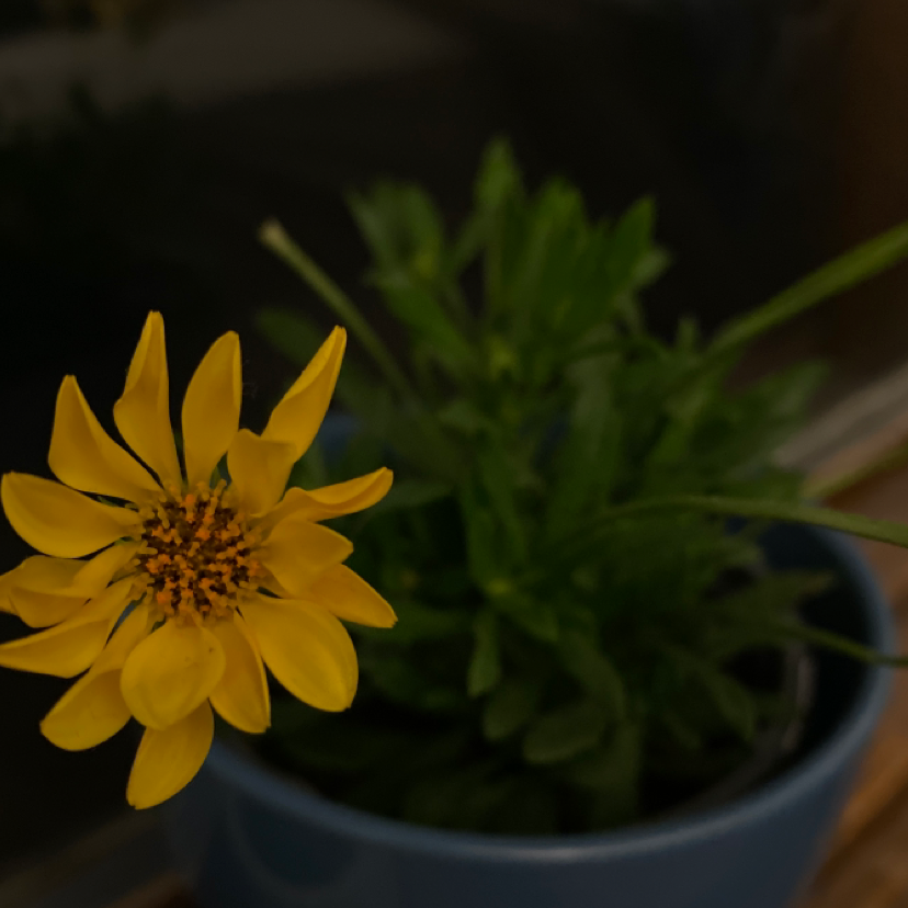 Van Staden's river daisy in a blue pot with vibrant yellow flowers and green leaves.