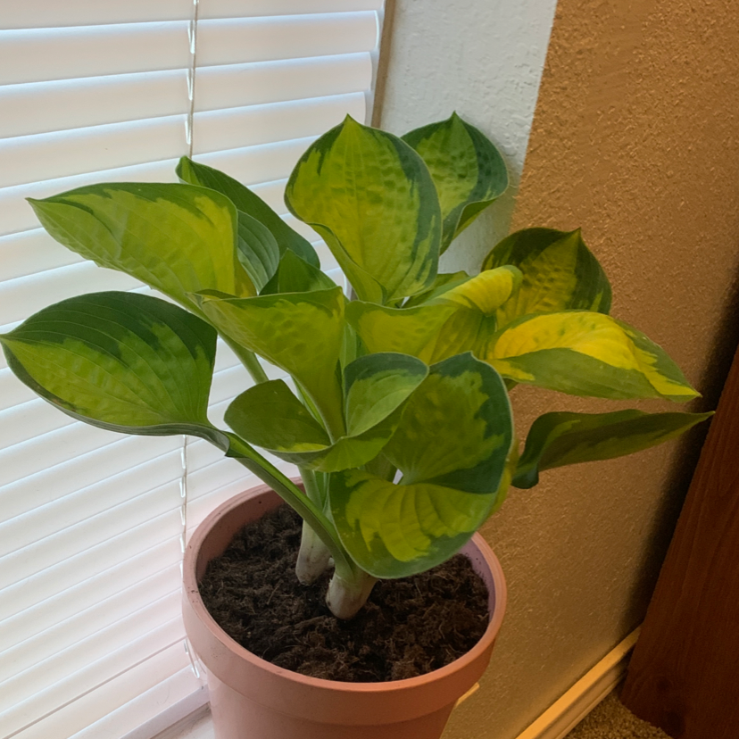 Potted Siebold's Plantain Lily with some yellowing leaves near a window.