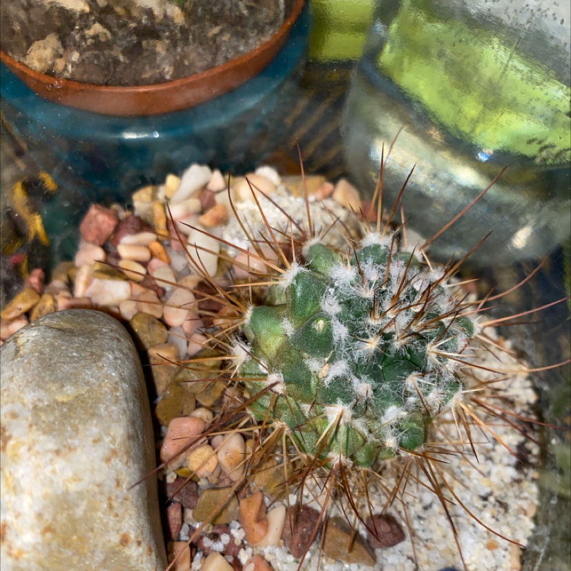 Golden Barrel Cactus plant photo by @ansleyfaiv named Mr. Prickles on Greg, the plant care app.