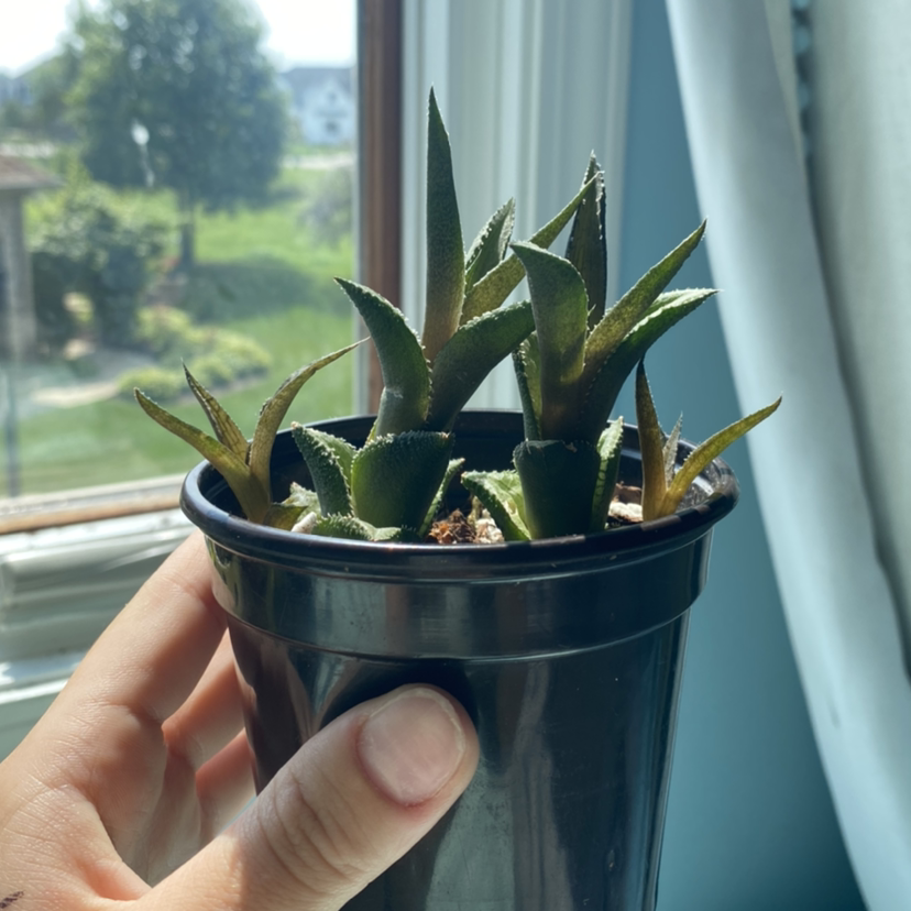 Veined Haworthia plant photo by @ansleyfaiv named Fred and George on Greg, the plant care app.