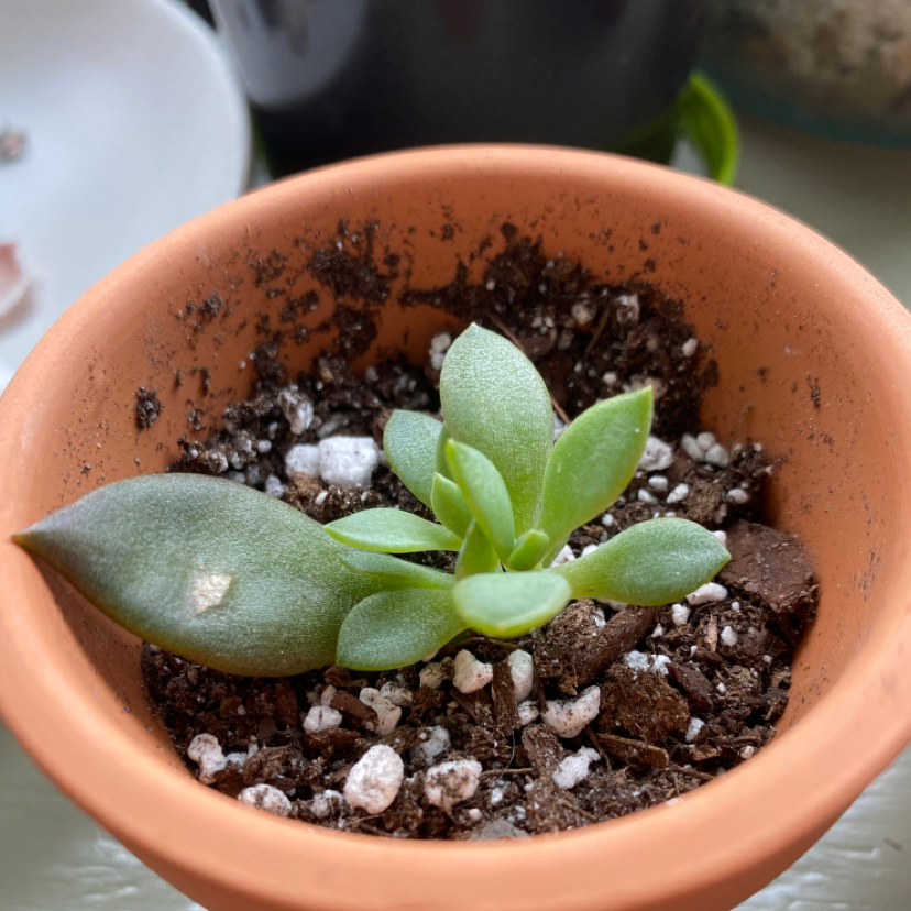 Echeveria 'Orion' plant in a terracotta pot with visible soil.