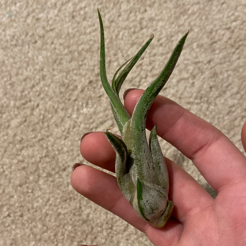 Bulbosa Air Plant being held by a hand, appears healthy.