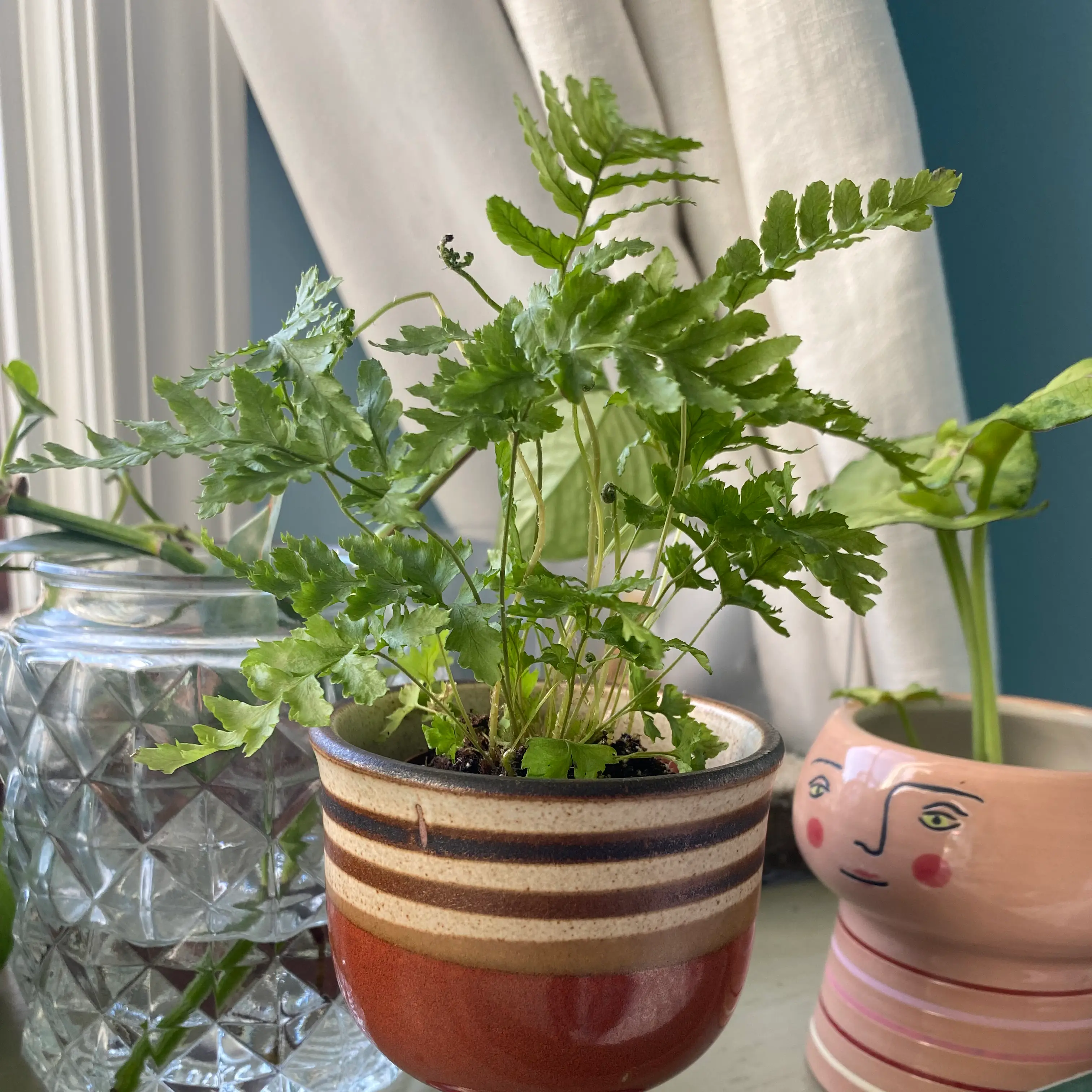 Potted Black Spleenwort plant with healthy green fronds near a window.