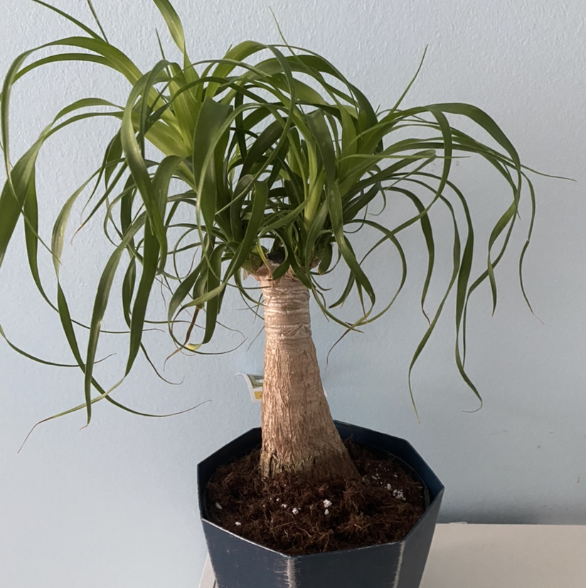 Bottle Palm Tree plant photo by @ansleyfaiv named Manny on Greg, the plant care app.