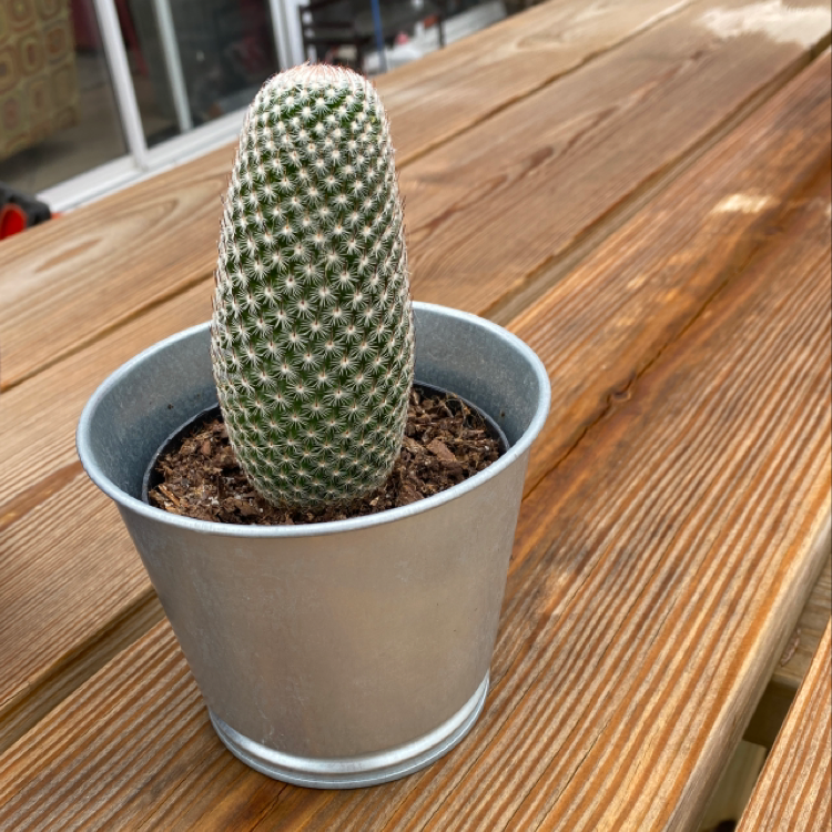 Photo of the plant species Comb Hedgehog Cactus by @NoThumbSpisak named Rainier on Greg, the plant care app