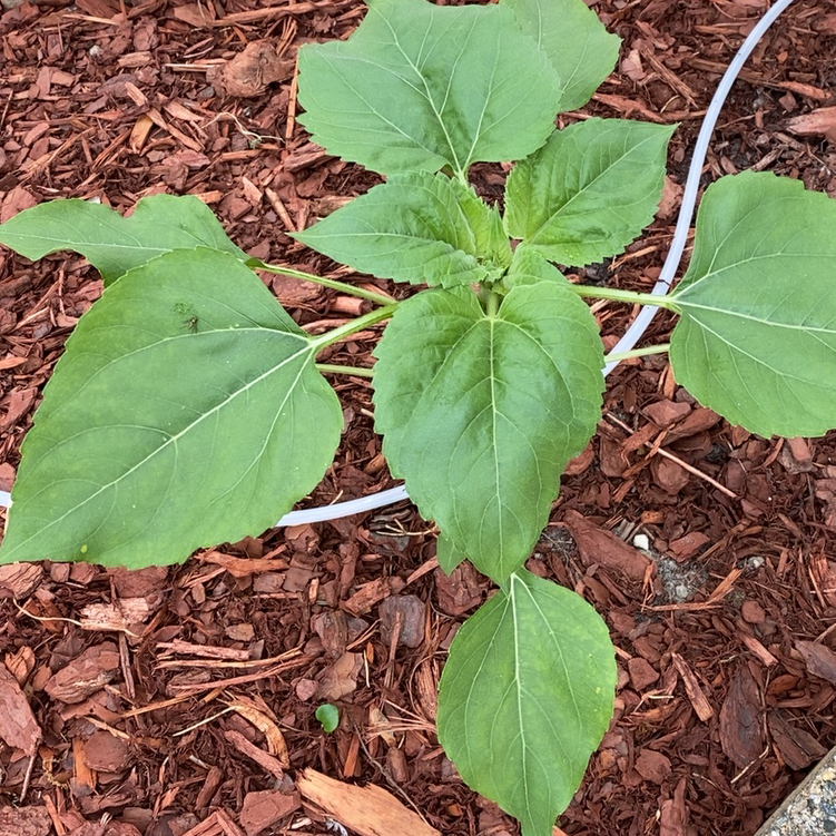 Healthy young sunflower plant with large green leaves growing in a mulch bed.