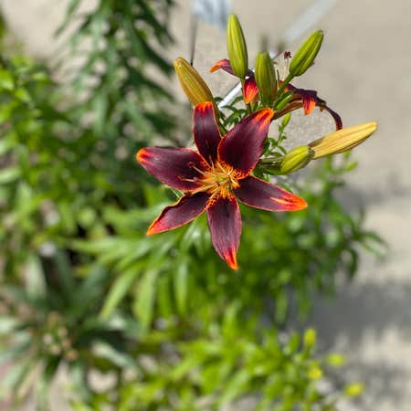 Photo of the plant species Canada Lily by @NoThumbSpisak named Scarlette on Greg, the plant care app