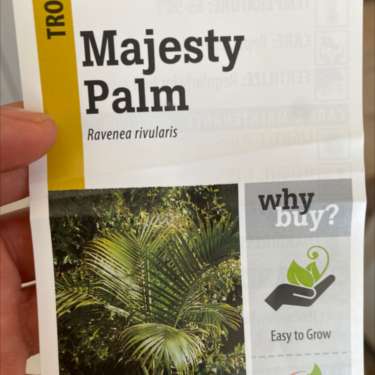 Closeup of healthy green majesty palm leaves with identifying tag held by hand, text overlays about the species and reasons to buy