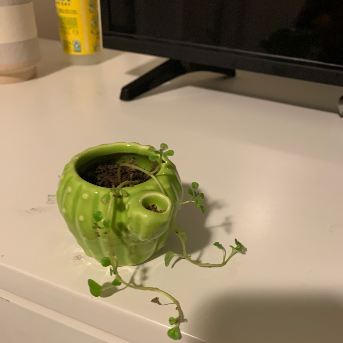 Common Chickweed plant in a green cactus-shaped pot on a white surface.