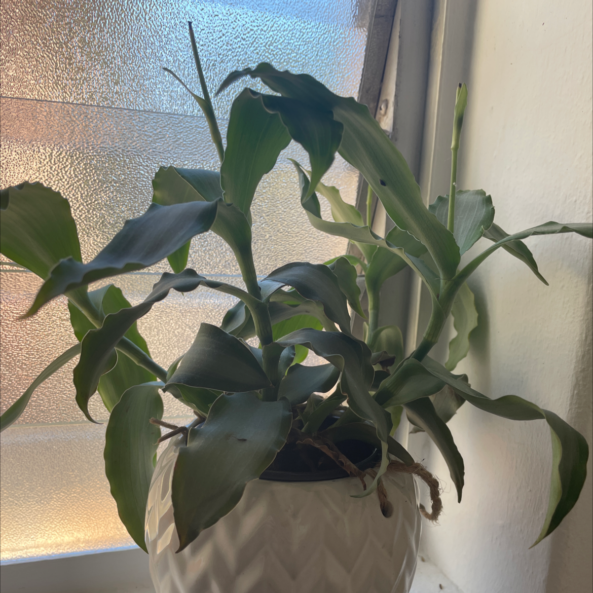 Basket Plant in a white pot near a window with green leaves, some curling.