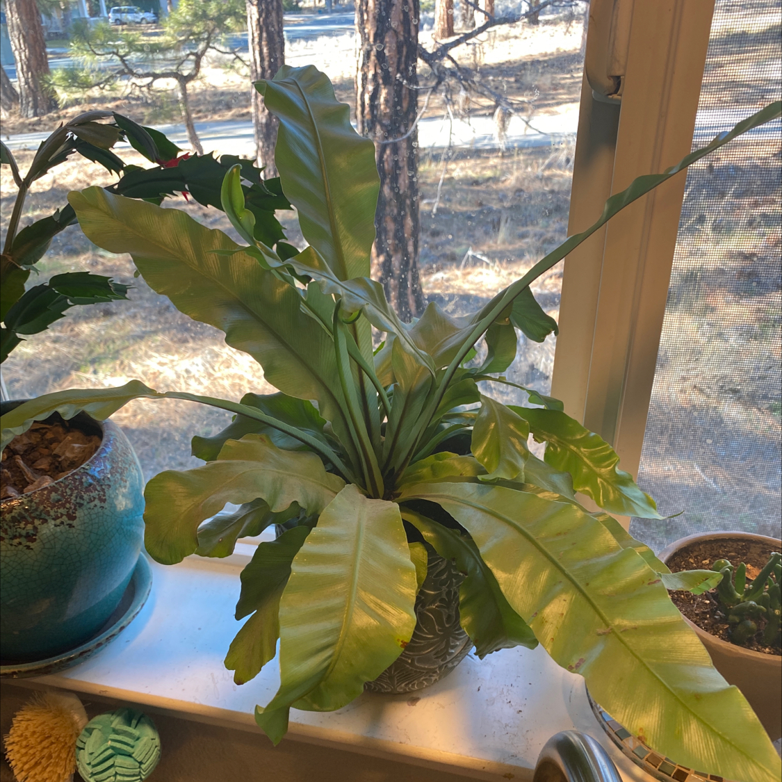 Bird's Nest Fern plant photo by @MrsBob named Birdie on Greg, the plant care app.
