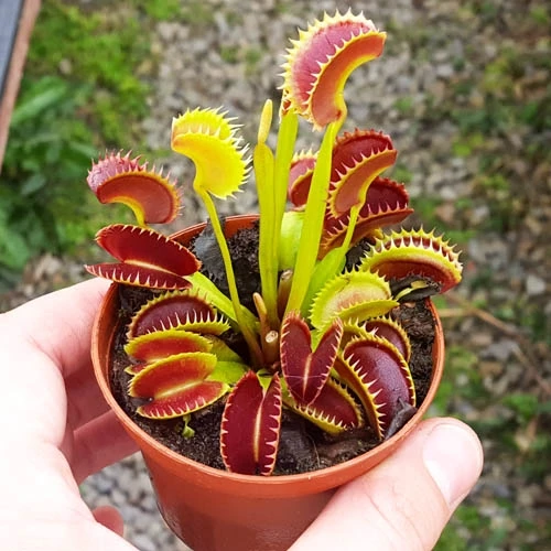 Photo of the plant species Red Piranha by @Papiplantitas named Venushia on Greg, the plant care app