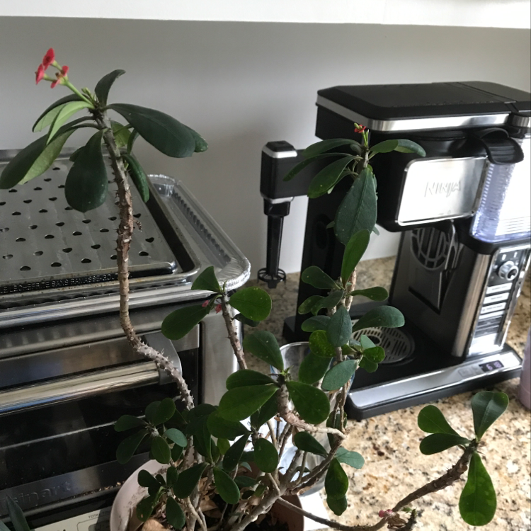 Photo of the plant species Luck Of It All by Sara named Crown of thorns on Greg, the plant care app