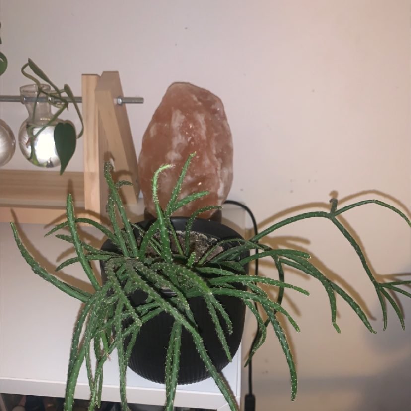 Photo of the plant species Coral Cactus by @Classic.hummus named Spidey on Greg, the plant care app