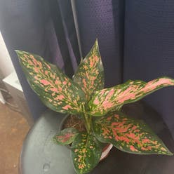 'Lucky Red' plant