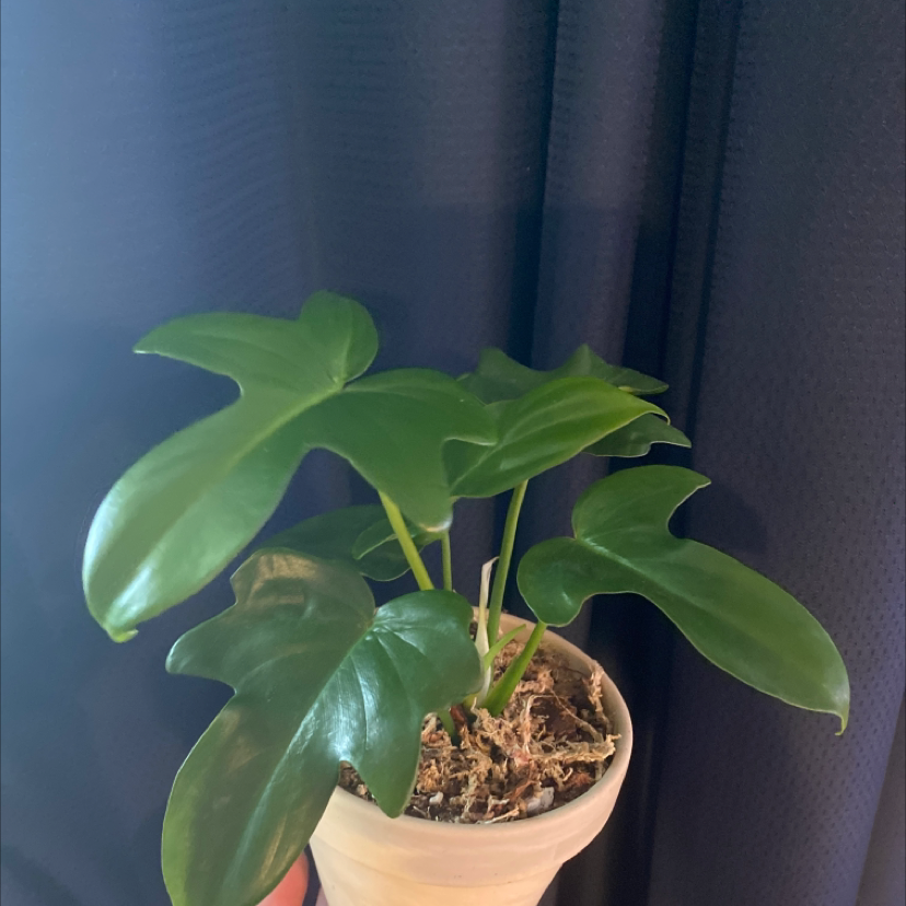 Philodendron Pedatum plant in a pot with vibrant green leaves against a dark curtain background.