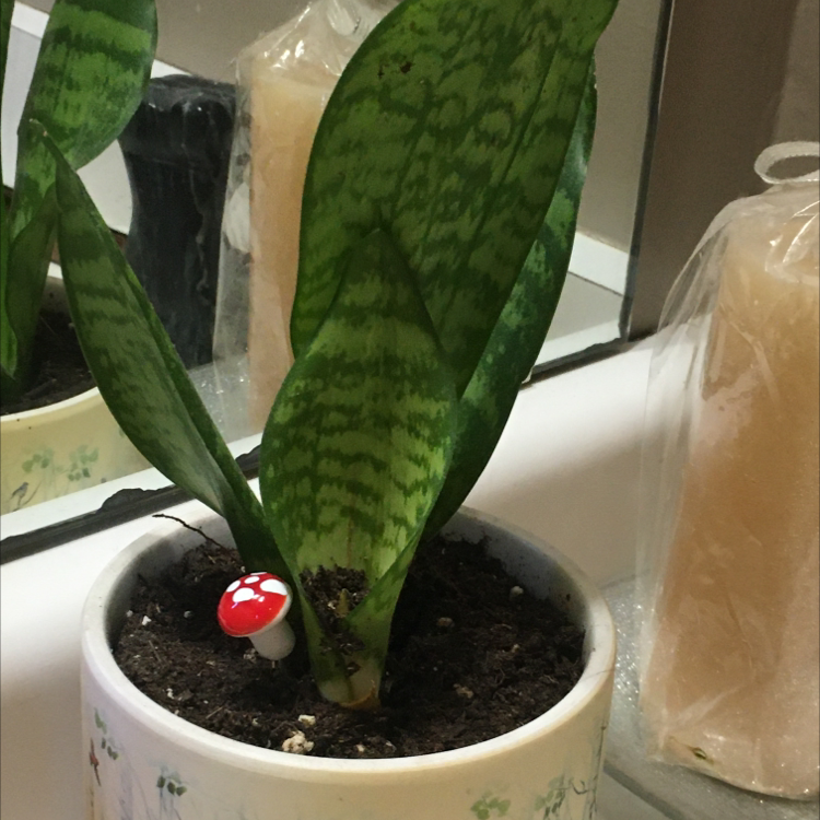 Snake Plant plant photo by @novasathame named Frank on Greg, the plant care app.