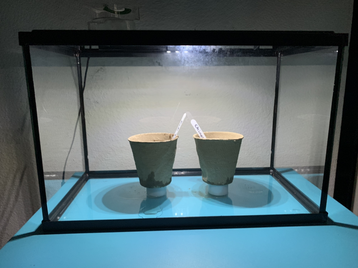 Two small Chinese Elm bonsai trees with slightly yellowing leaves, planted in ceramic pots inside an illuminated terrarium enclosure.