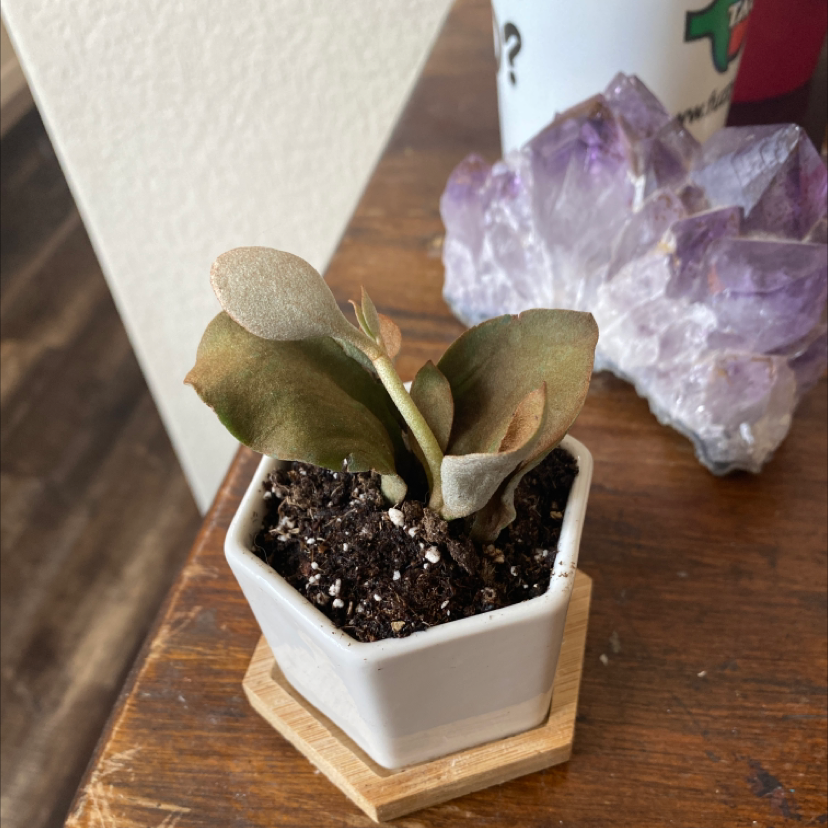 Copper Spoons plant in a small pot with some leaf browning, placed on a wooden surface.