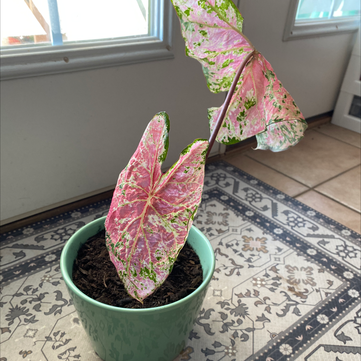 Caladium Gingerland plant photo by @Katemili named Adi on Greg, the plant care app.