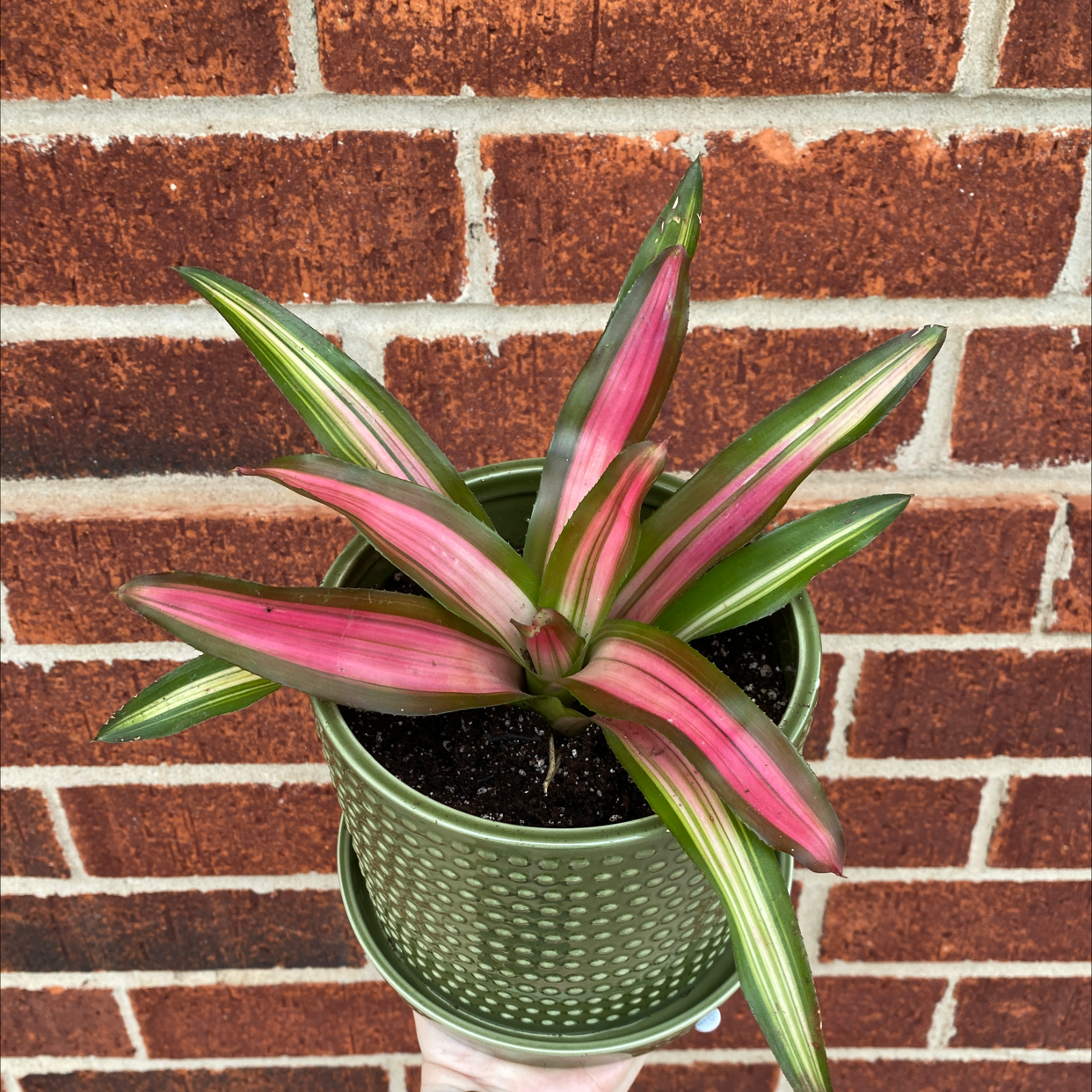 Photo of the plant species Grove Cotton Candy by @Katemili named Matt’s plant on Greg, the plant care app