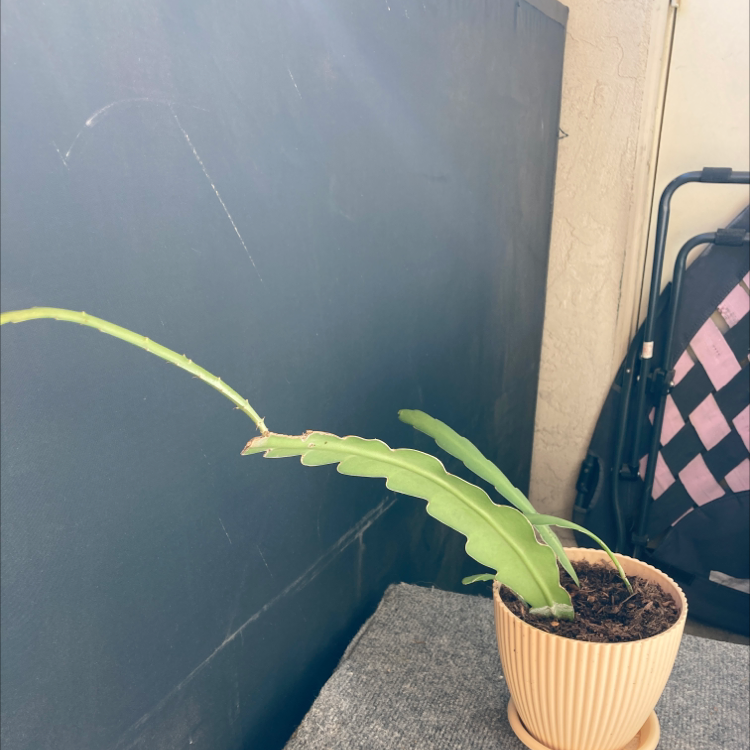 Potted Dutchman's Pipe Cactus with long, segmented leaves on a grey surface.
