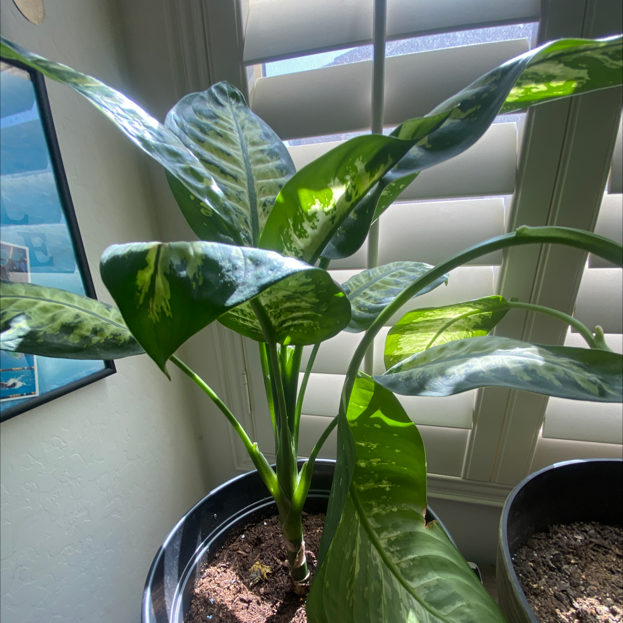Dieffenbachia plant photo by Kyle named THE TRIPLE T’s on Greg, the plant care app.