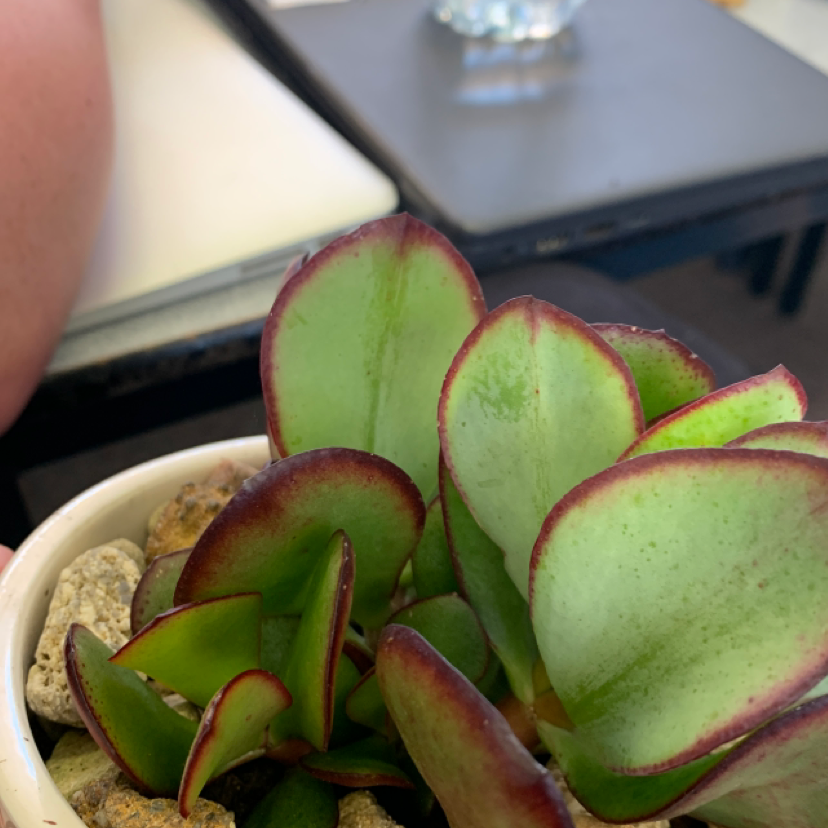 Crassula pellucida succulent plant with heart-shaped green leaves edged in red, in a small pot on a wooden surface.