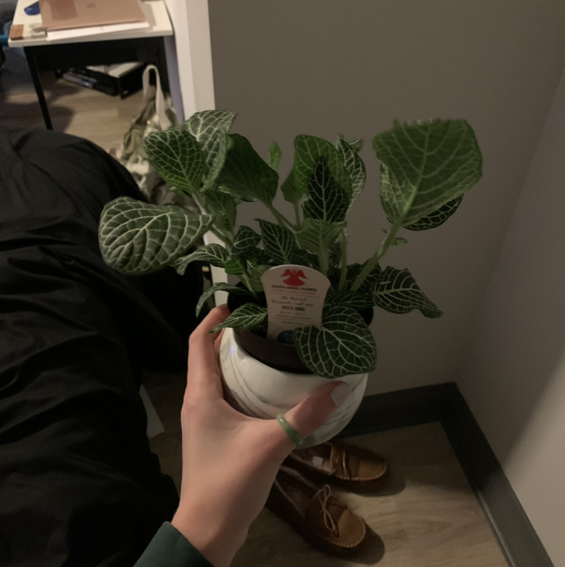 White Anne Nerve Plant in a pot, held by a hand, with vibrant green leaves and white veins.