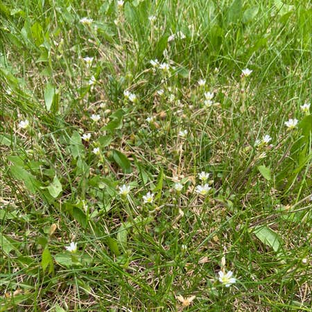 Photo of the plant species Jagged Chickweed by Krista named Bxhdu on Greg, the plant care app