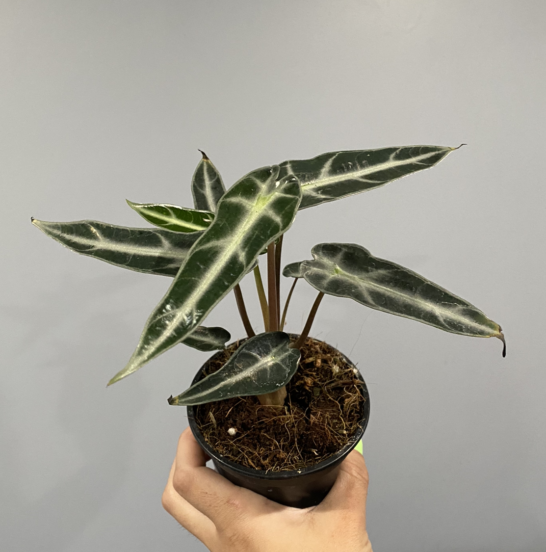 Alocasia 'Bambino' plant with dark green leaves and white veins held in a hand.
