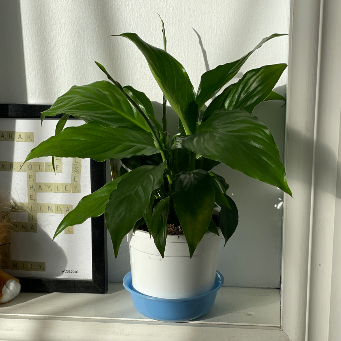 Photo of the plant species Peace Lily by @Hay1e5 named Shazaa on Greg, the plant care app