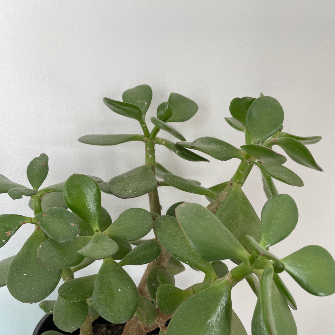Lucky Plant plant photo by @Hay1e5 named Jazza on Greg, the plant care app.