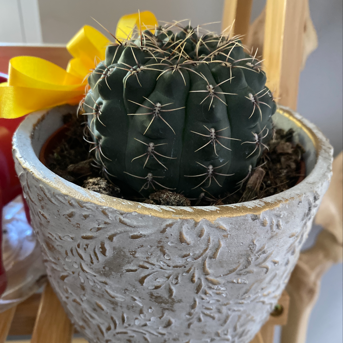 Photo of the plant species Sonora Barrel by @Superplantlady named Birthday Cactus on Greg, the plant care app