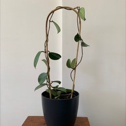 Hoya pubicalyx plant