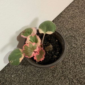 Strawberry Begonia plant photo by Xyz named Cupid on Greg, the plant care app.