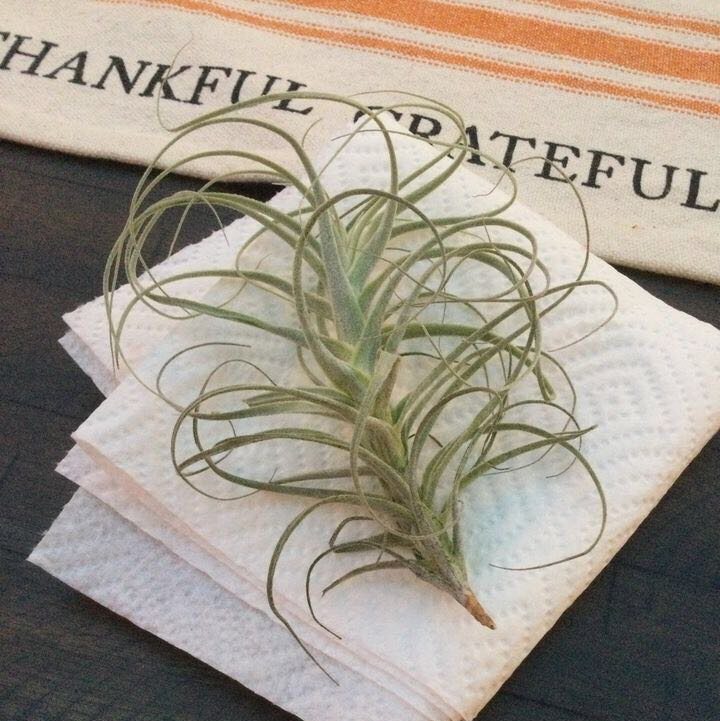 Small Ballmoss plant on a paper towel with a cloth in the background.