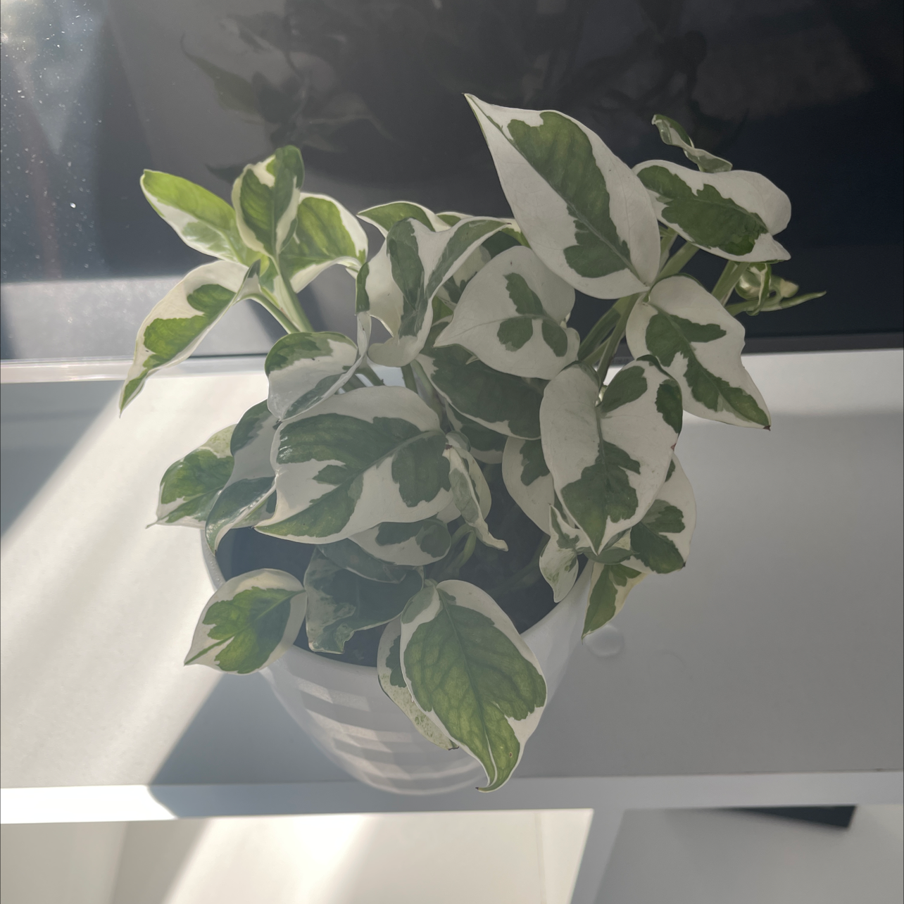 Variegated pothos plant with marbled green and white leaves in a glass bowl, appearing healthy and well-framed.
