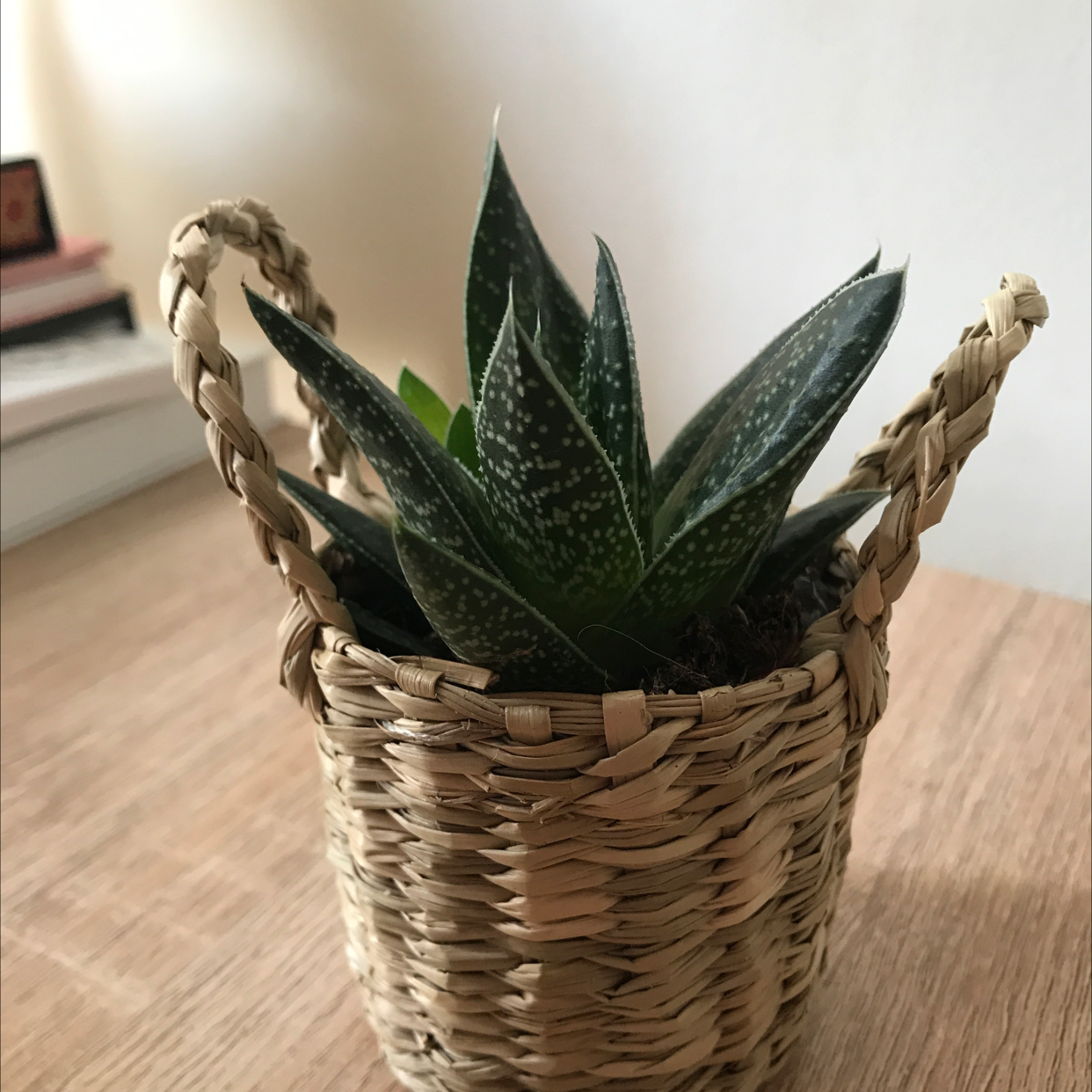 Photo of the plant species Bredasdorp Gasteria by @unnacee named Terra on Greg, the plant care app