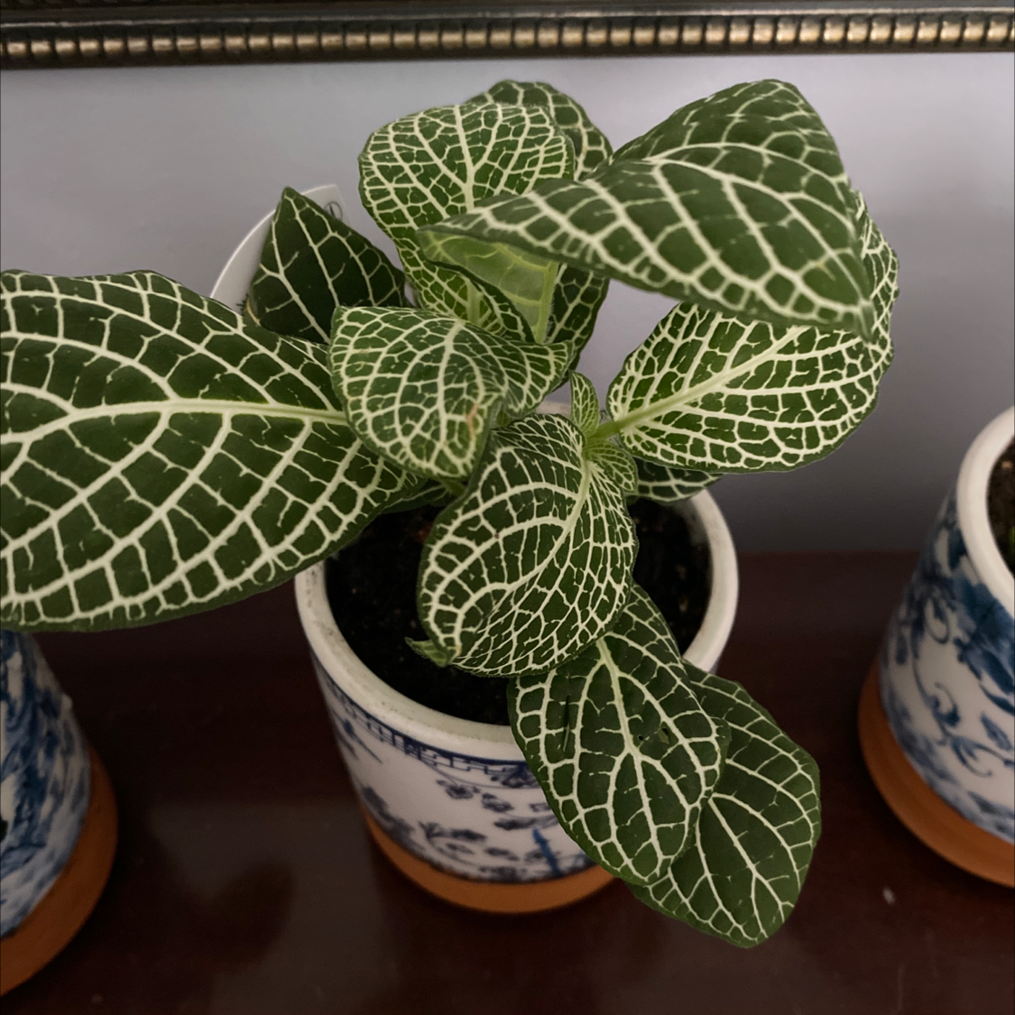 Nerve Plant plant photo by @Jennifer named Achilles on Greg, the plant care app.