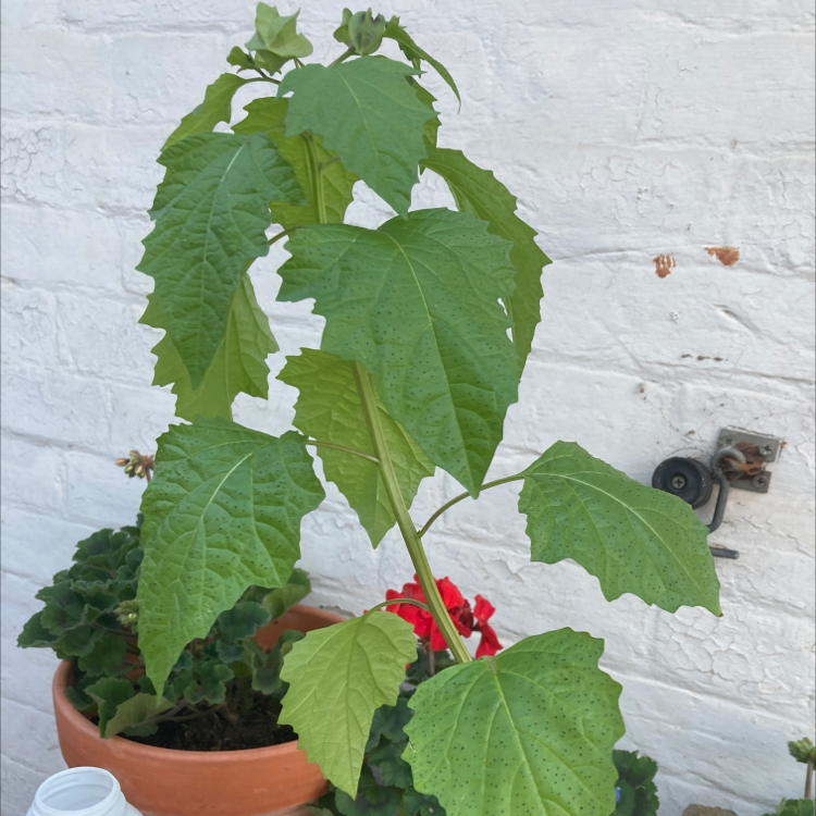 Plant care for Calibrachoa 'ACALYLS4I' Minifamous Yellow Lilac Star on Greg, the plant care app