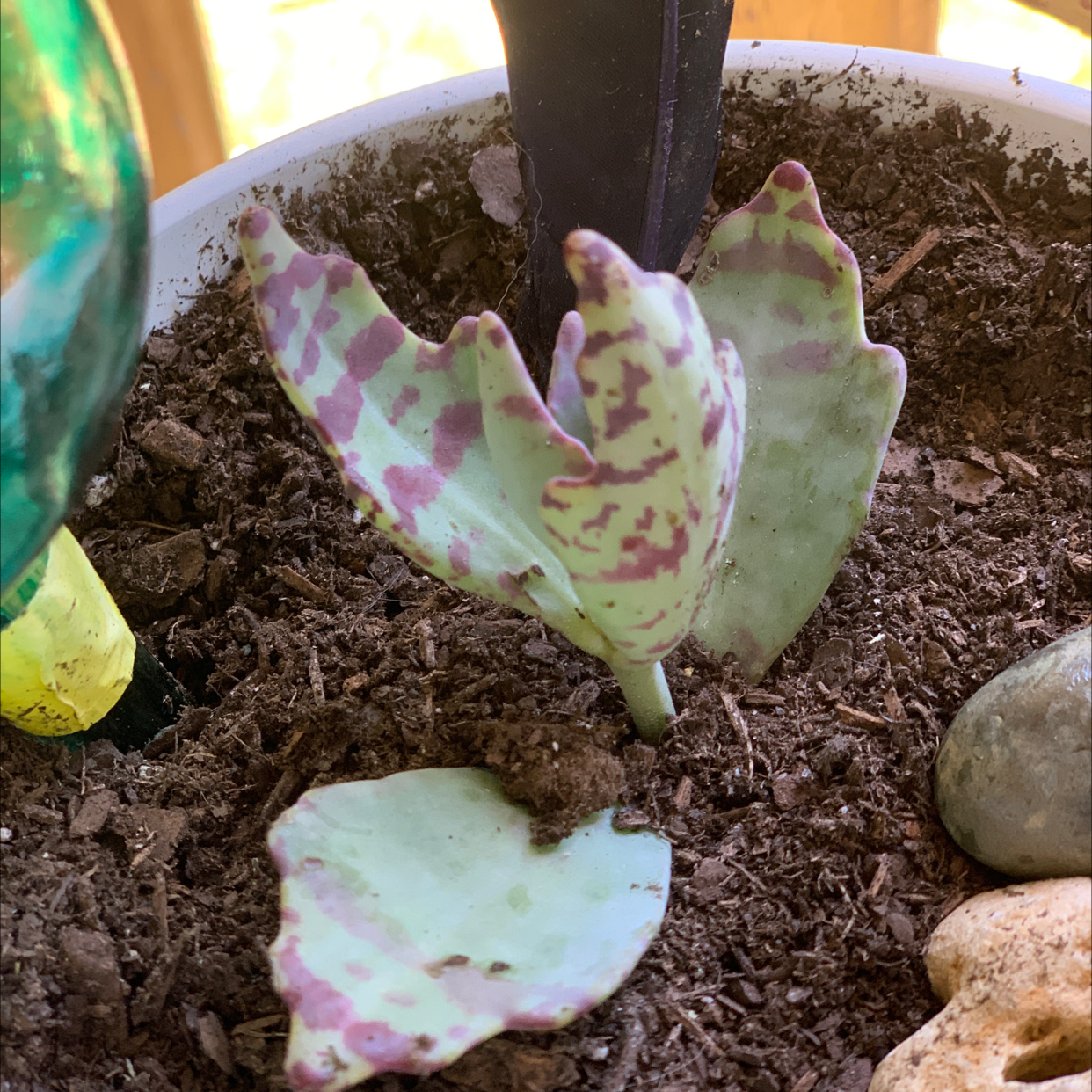 Donkey Ears plant (Kalanchoe gastonis-bonnieri) with purple-spotted leaves in a pot with visible soil.