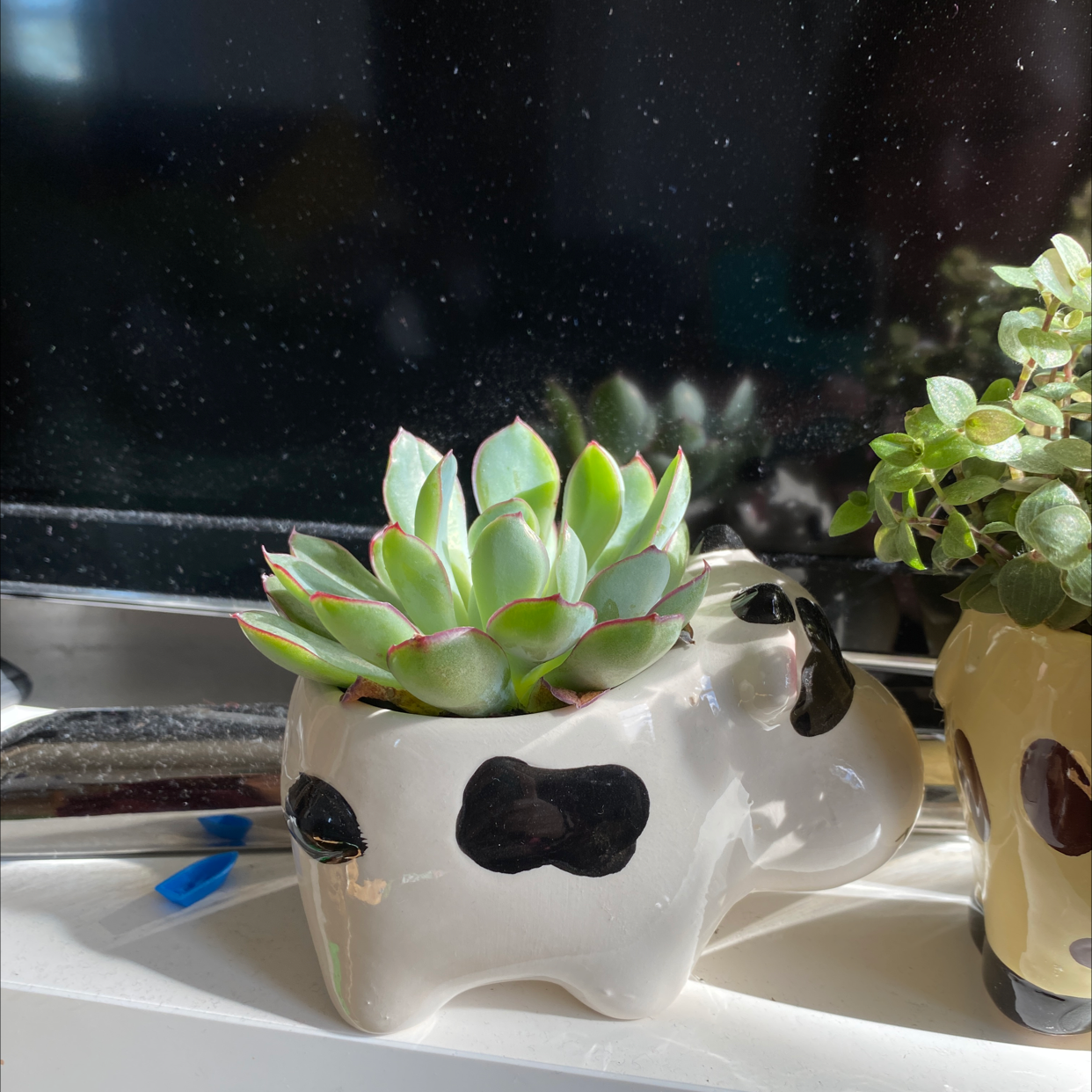Lipstick Echeveria plant photo by @Gabrielladancer named Theo on Greg, the plant care app.