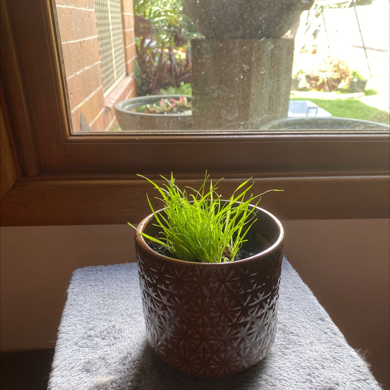 Potted Orchard Grass plant near a window with healthy green blades.
