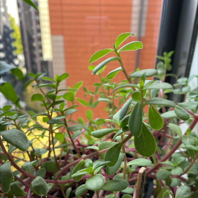 Photo of the plant species Duckweed by Emily named Florence sunshine carol Elise sun on Greg, the plant care app