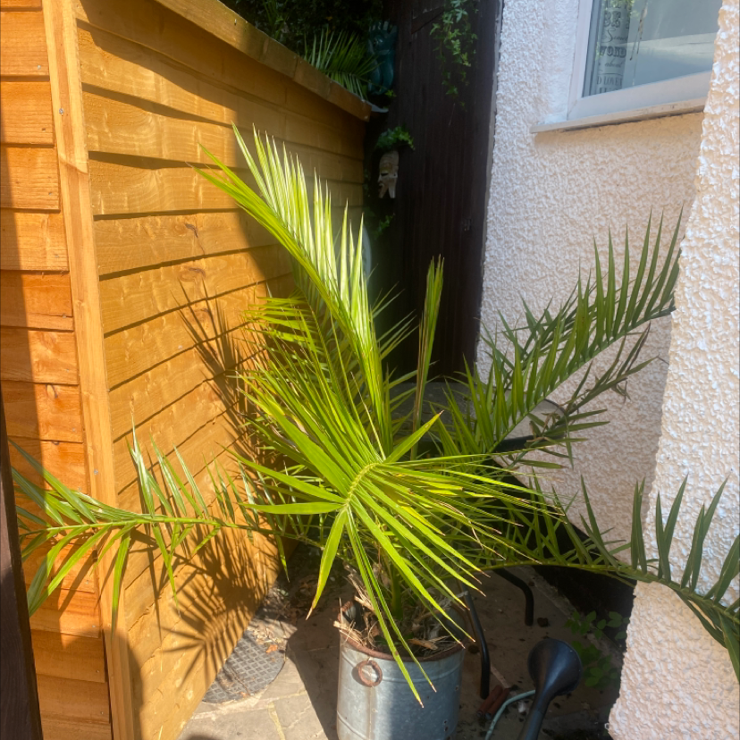 Canary Island Date Palm in a pot outdoors, healthy with vibrant green fronds.