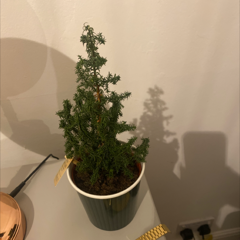 Cupressus macrocarpa plant in a pot, healthy with visible soil.