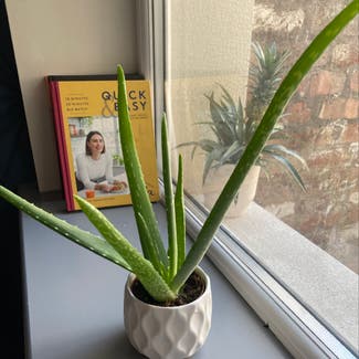 Aloe Vera plant in Liverpool, England