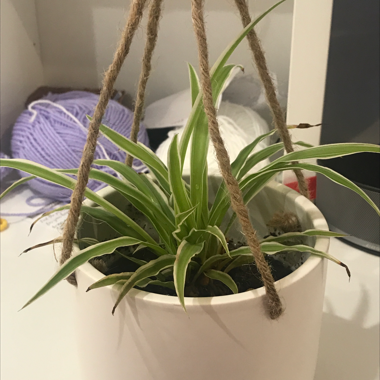 Photo of the plant species Spider Plant 'Variegatum’ by @wenborri named Brick on Greg, the plant care app