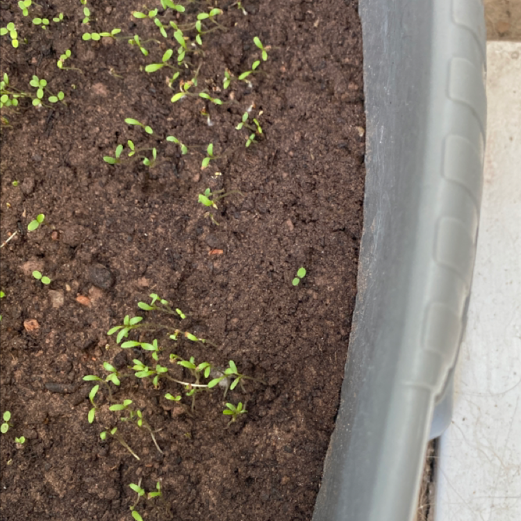 Photo of the plant species night-scented stock by Jessica named Night Scented Stock on Greg, the plant care app